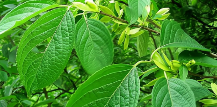 必发7790(中国区)电子集团-线上平台登录入口