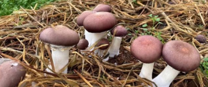 必发7790(中国区)电子集团-线上平台登录入口